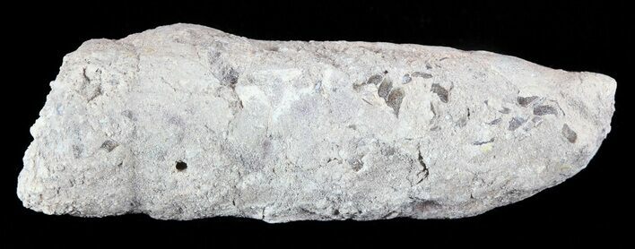 Cretaceous Fish Coprolite (Fossil Poop) - Kansas #49356